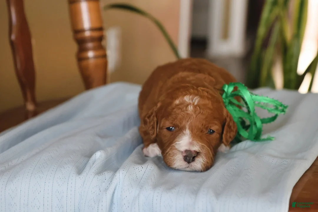 Goldendoodle dogs for sale: Auggie - Ad 2