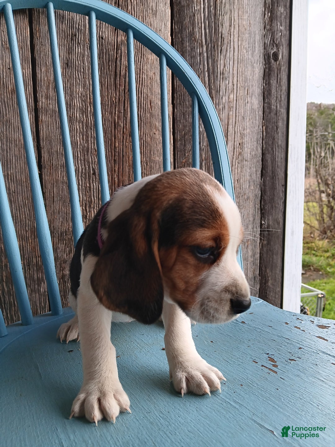 Beagle dogs for sale: Reisin - Ad 6