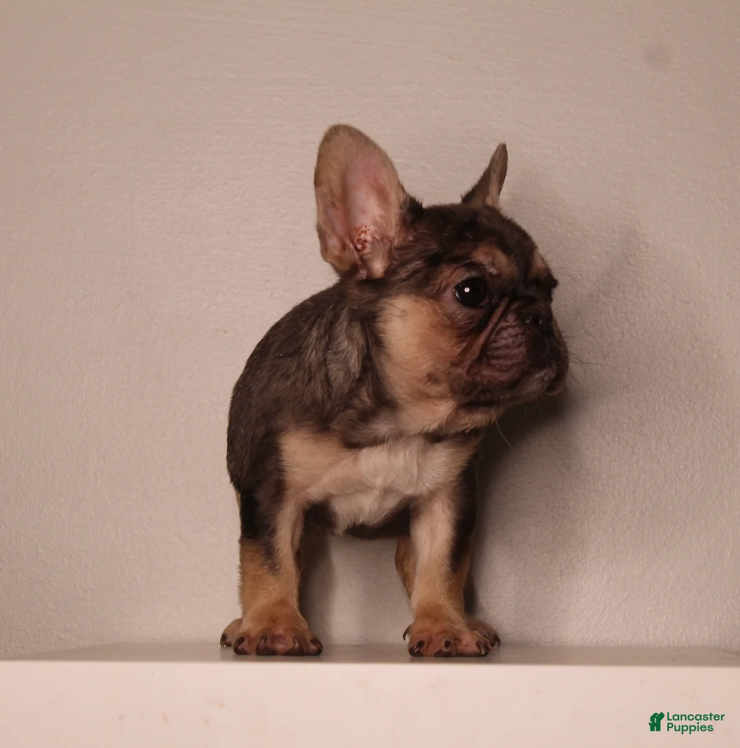 French Bulldog dogs for sale: Barbie  - Ad 4