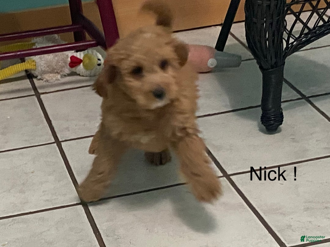 Mini Goldendoodle dogs for sale: Mini Goldendoodle Puppy Nick  - Ad 4