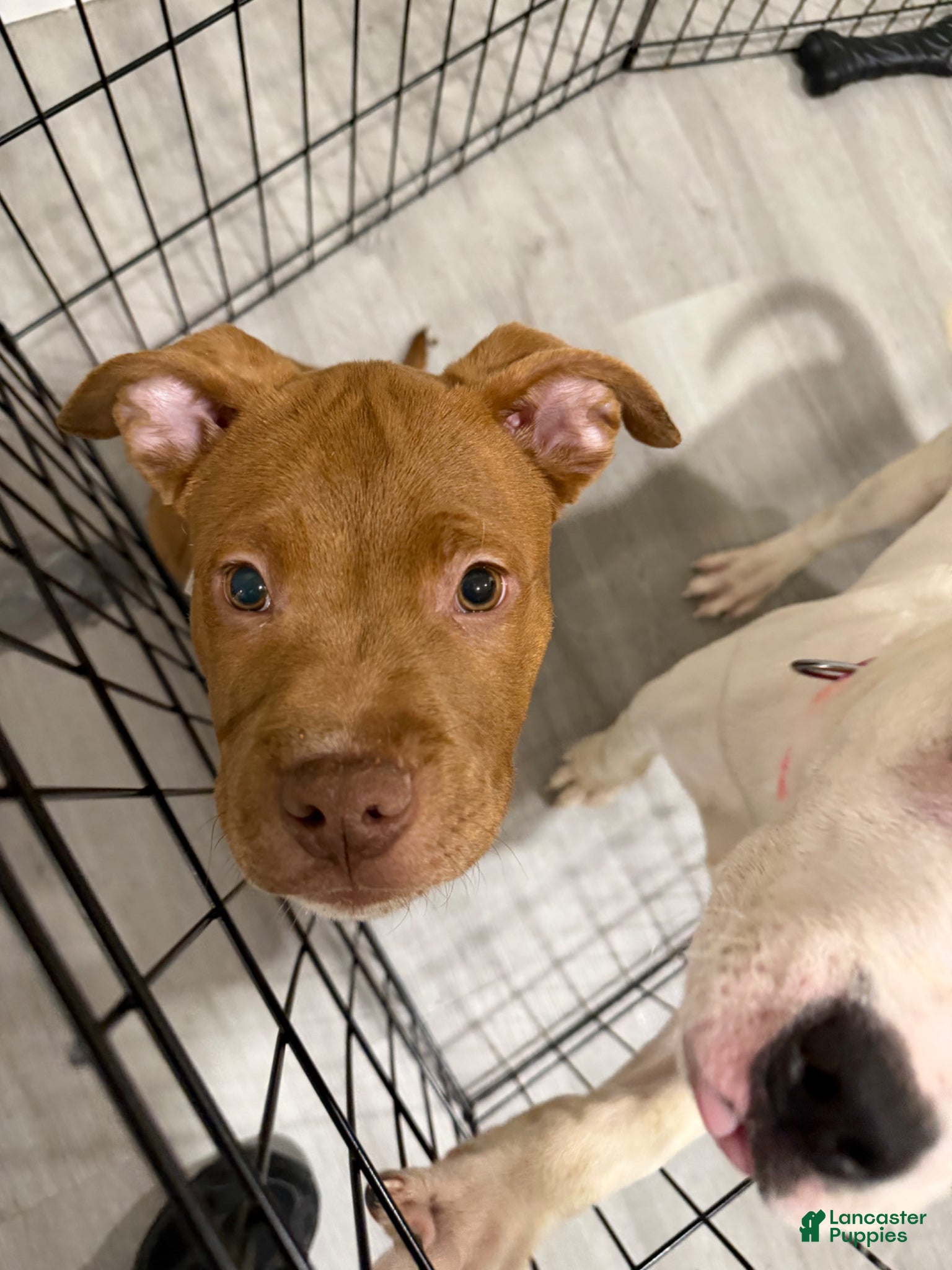 American Staffordshire Terrier dogs Haze  - Ad 1