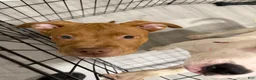 American Staffordshire Terrier dogs for stud: Haze  - Ad 1
