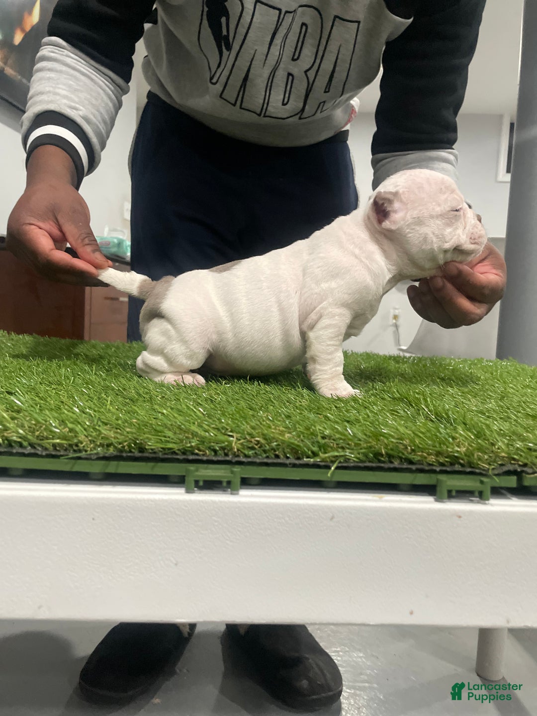 American Bully dogs for sale: Left Eye - Ad 3
