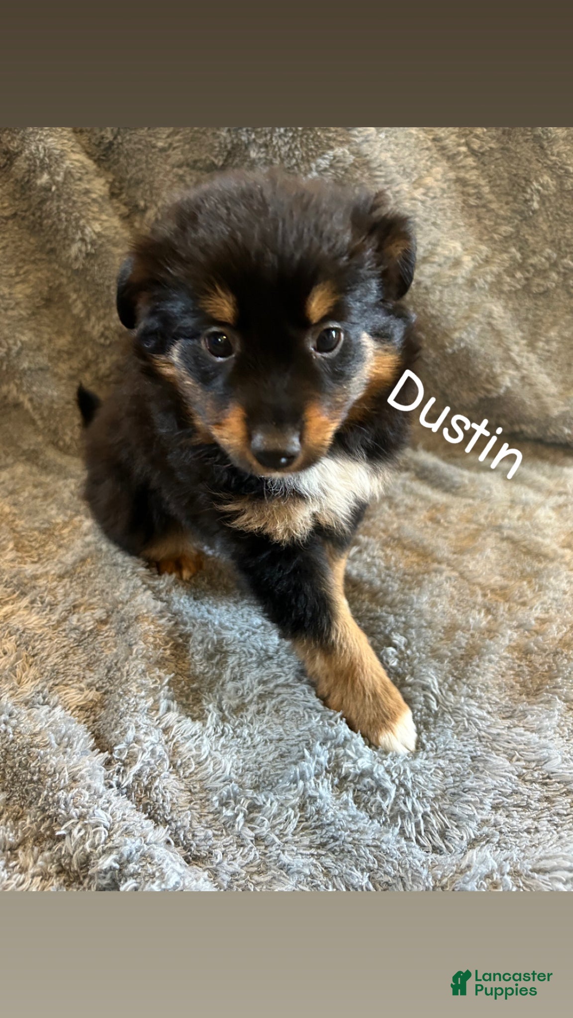 Miniature Australian Shepherd dogs Dustin - Ad 26