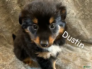 Miniature Australian Shepherd dogs Dustin - Ad 26