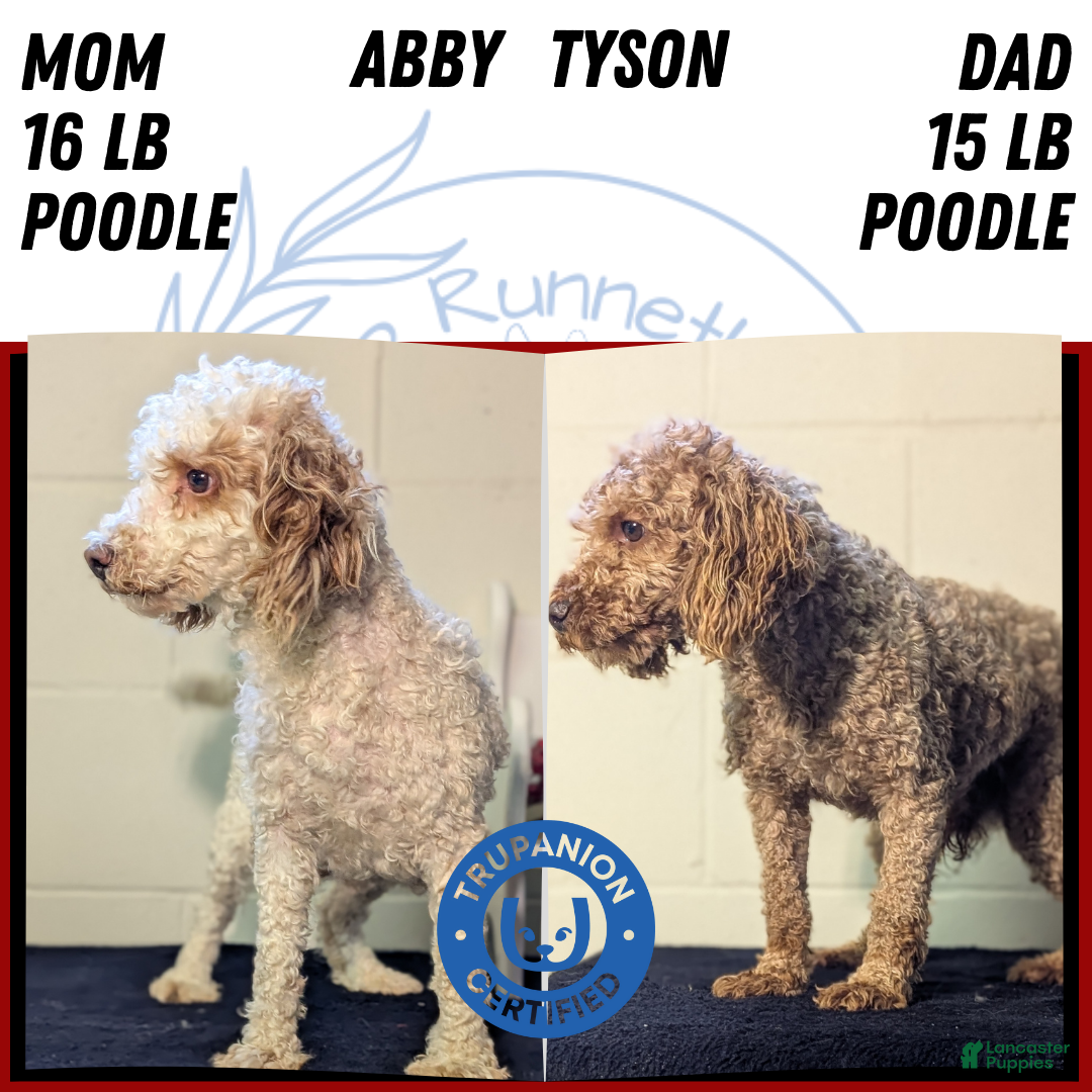 Miniature Poodle dogs for sale: Harmony  - Ad 9