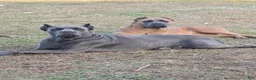 Cane Corso dogs for sale: Cane Corso Puppy 7 - Ad 5