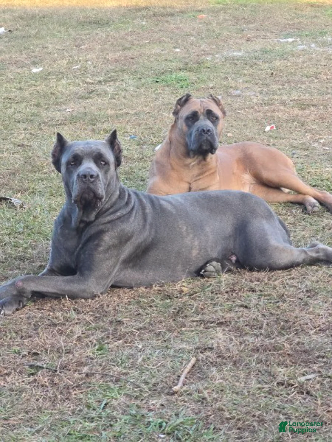 Cane Corso dogs for sale: Cane Corso Puppy 8 - Ad 2