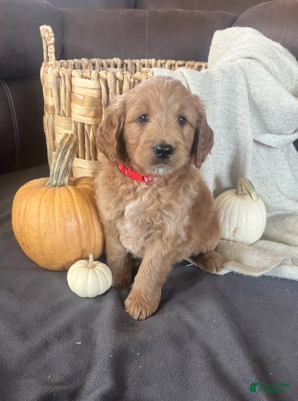 Mini Goldendoodle dogs Buster - Ad 1