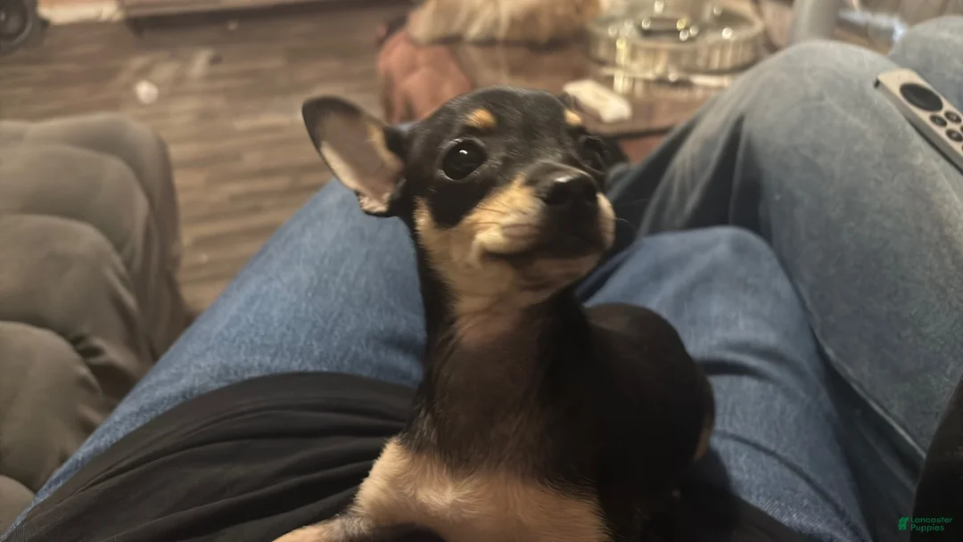 Mixed Breed dogs for sale: Cookie - Ad 5