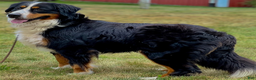 Bernese Mountain Dog dogs for sale: Oakley  - Ad 9