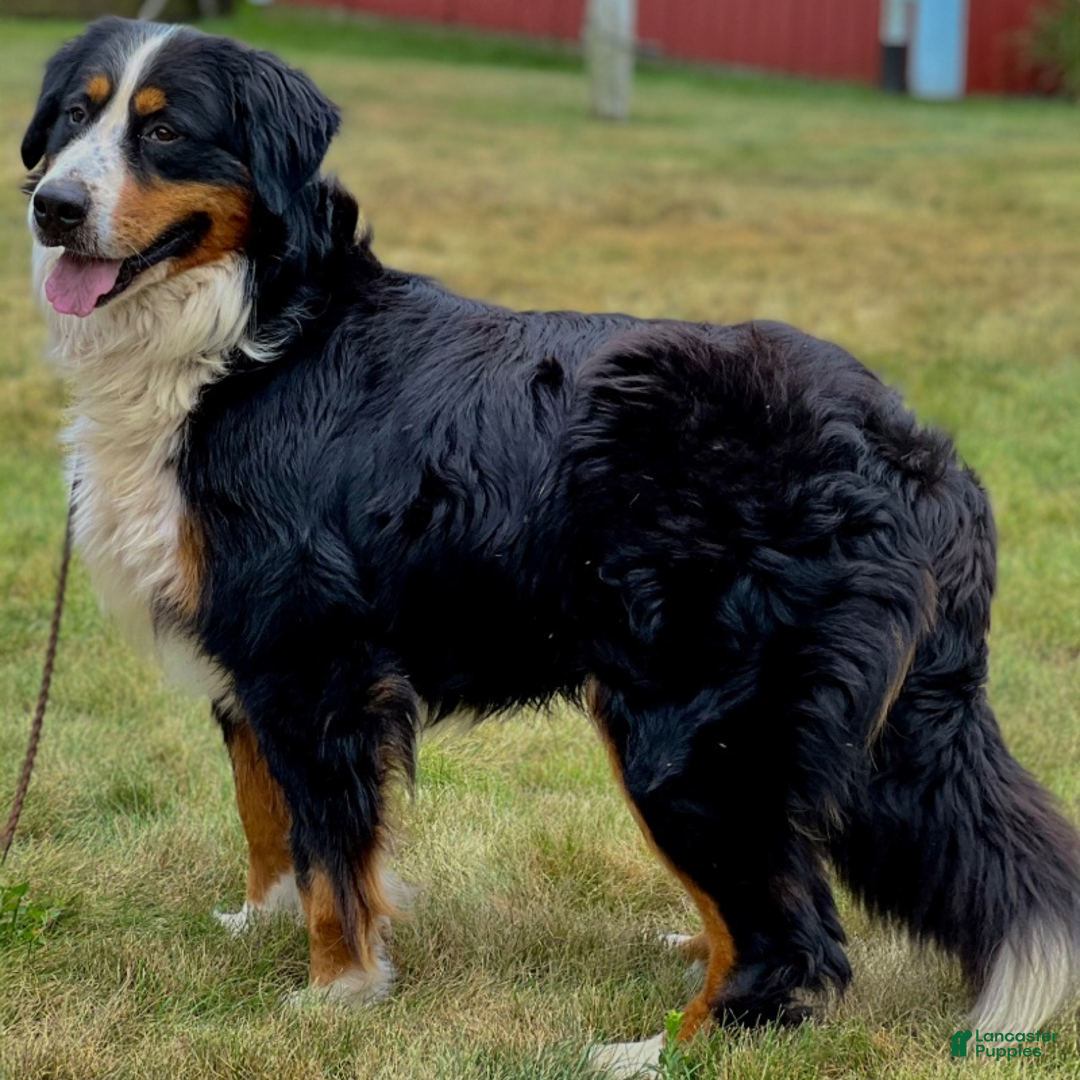 Bernese Mountain Dog dogs for sale: Oakley  - Ad 9