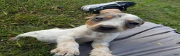 Australian Cattle Dog dogs for sale: Australian Cattle Dog Puppy 3 (Bella) Female - Ad 3