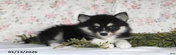 Pomsky dogs for sale: Kate - Ad 3
