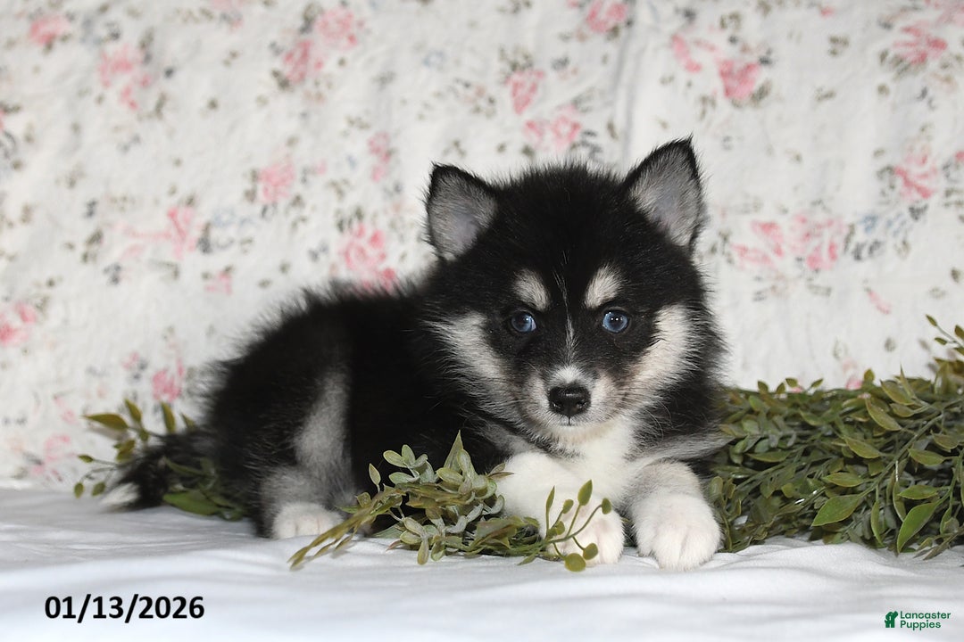 Pomsky dogs for sale: Kate - Ad 3