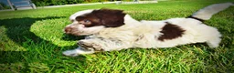 Havapoo dogs for sale: Chippy - Ad 13