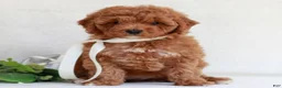 Cavapoo dogs for sale: Natalie  - Ad 2