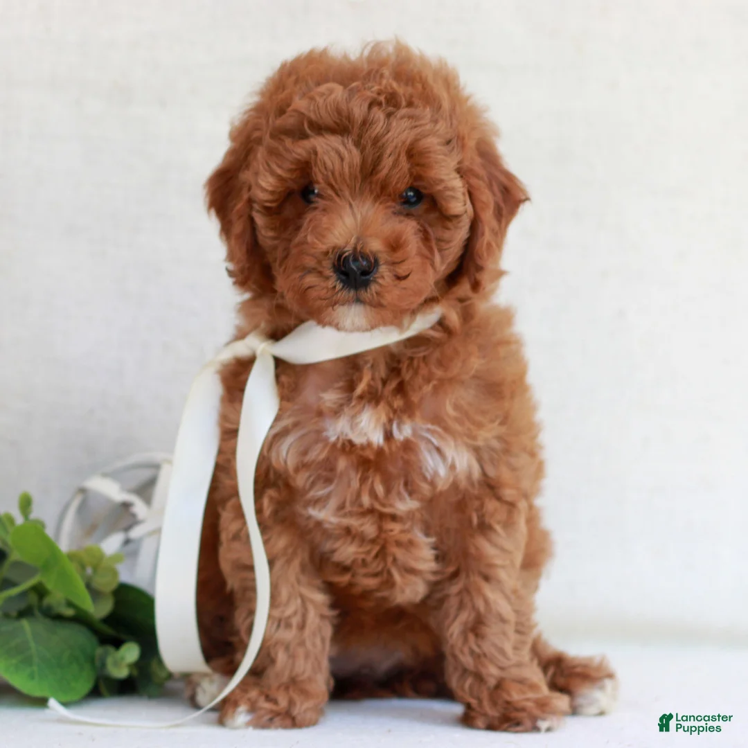 Cavapoo dogs for sale: Natalie  - Ad 2