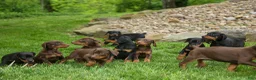 Doberman Pinscher dogs for sale: Dash (Red Rust) 🐶 - Ad 19