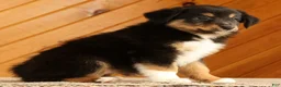 Australian Shepherd dogs for sale: Betty - Ad 6