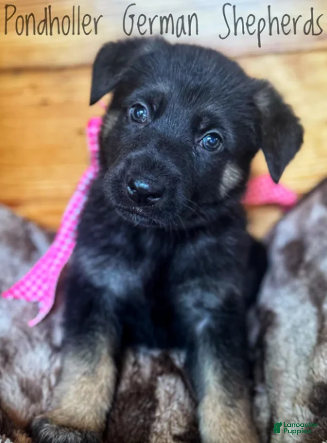German Shepherd dogs for sale: Bi-Color - Female - Ad 1