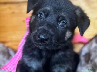 German Shepherd dogs for sale: Bi-Color - Female - Ad 1