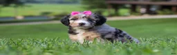Mini Bernedoodle dogs for sale: Starfire - Ad 4