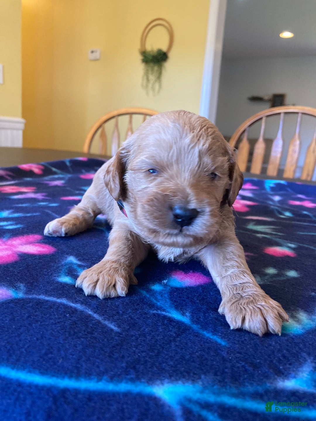 Labradoodle dogs for sale: Simba - Ad 4