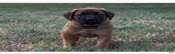 English Mastiff dogs for sale: Adrian (Purple) - Ad 7