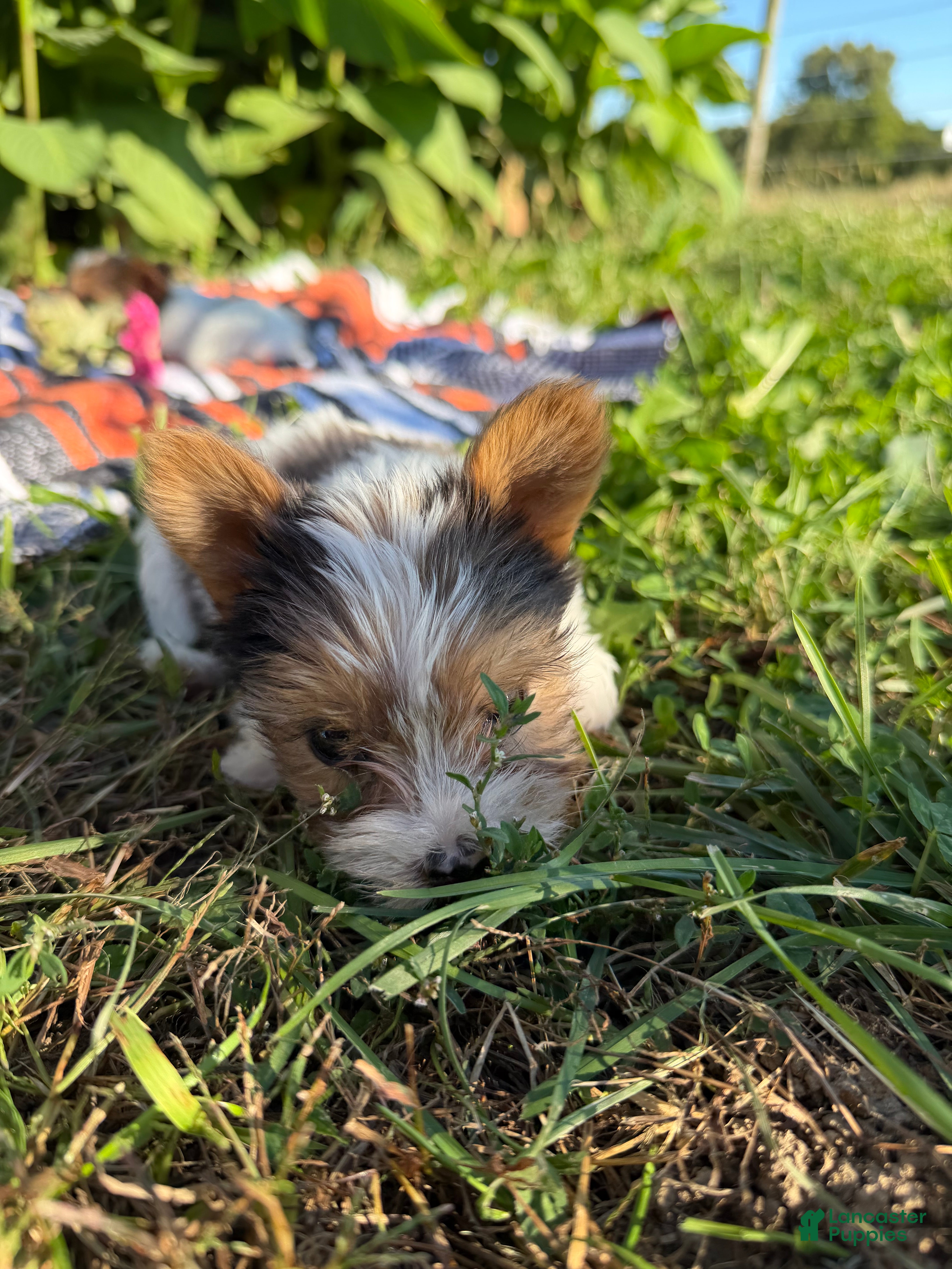 Yorkshire Terrier dogs Yorkshire Terrier 5 - Ad 2