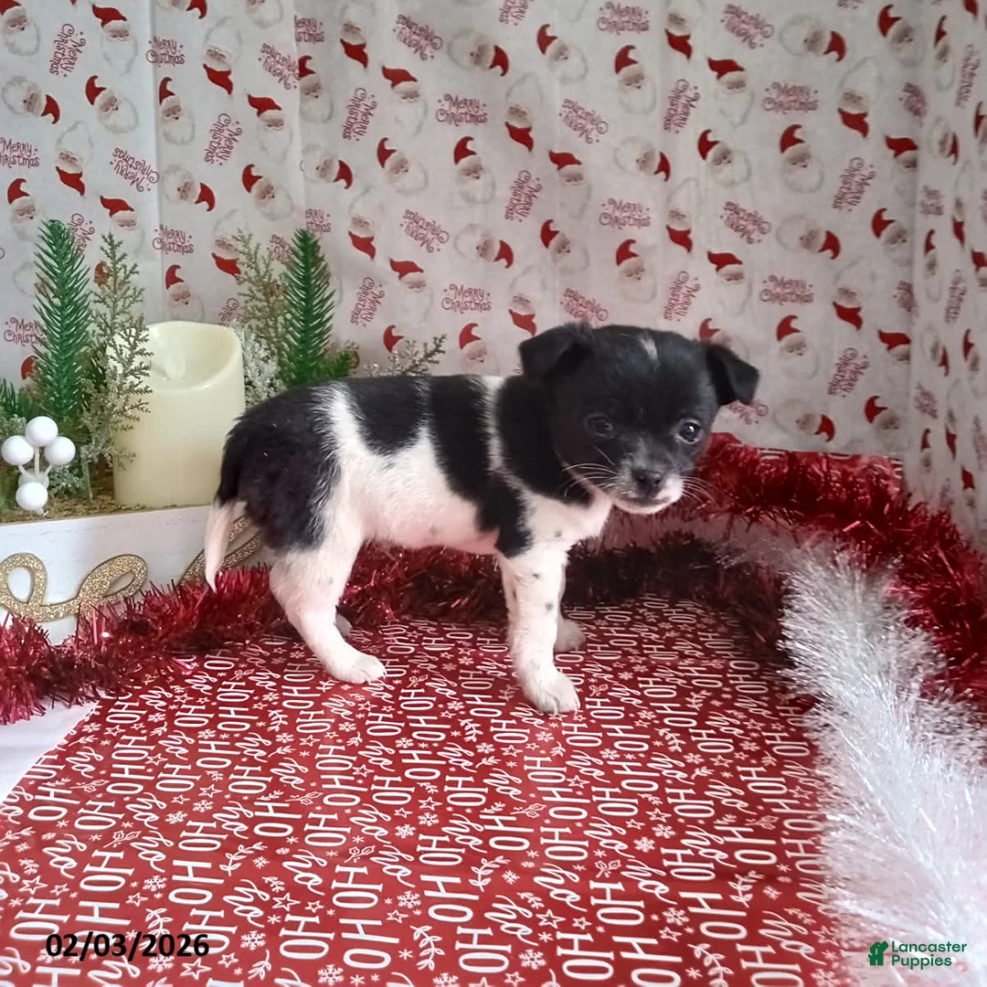 Chihuahua dogs for sale: Bonnie - Ad 3