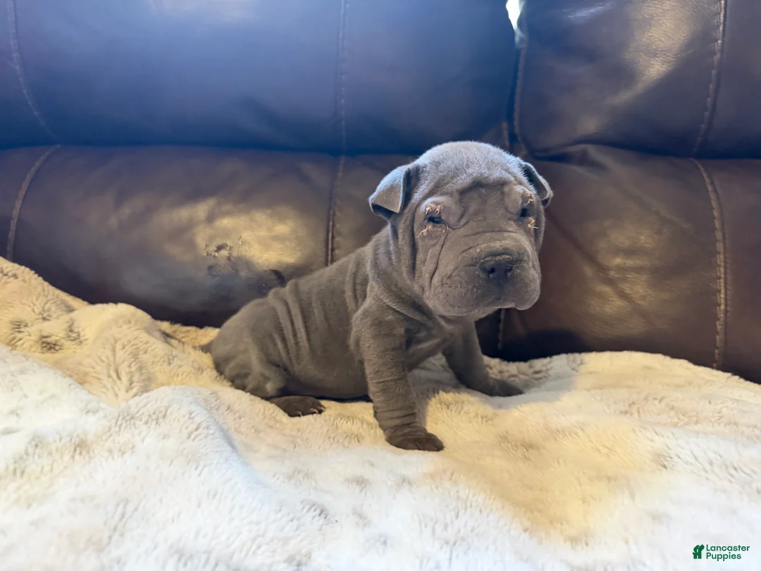 Shar Pei dogs for sale: Scarlett - Ad 3