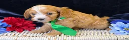 Cavapoo dogs for sale: Ripley - Ad 3