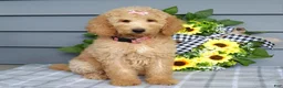 Goldendoodle dogs for sale: Jenna  - Ad 7