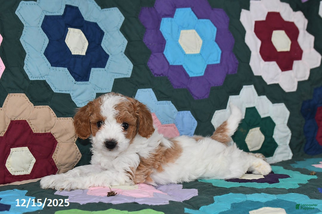 Mixed Breed dogs for sale: Susie - Ad 4