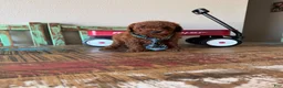 Toy Poodle dogs for sale: Akc Red Toy Poodle Boy - Ad 3