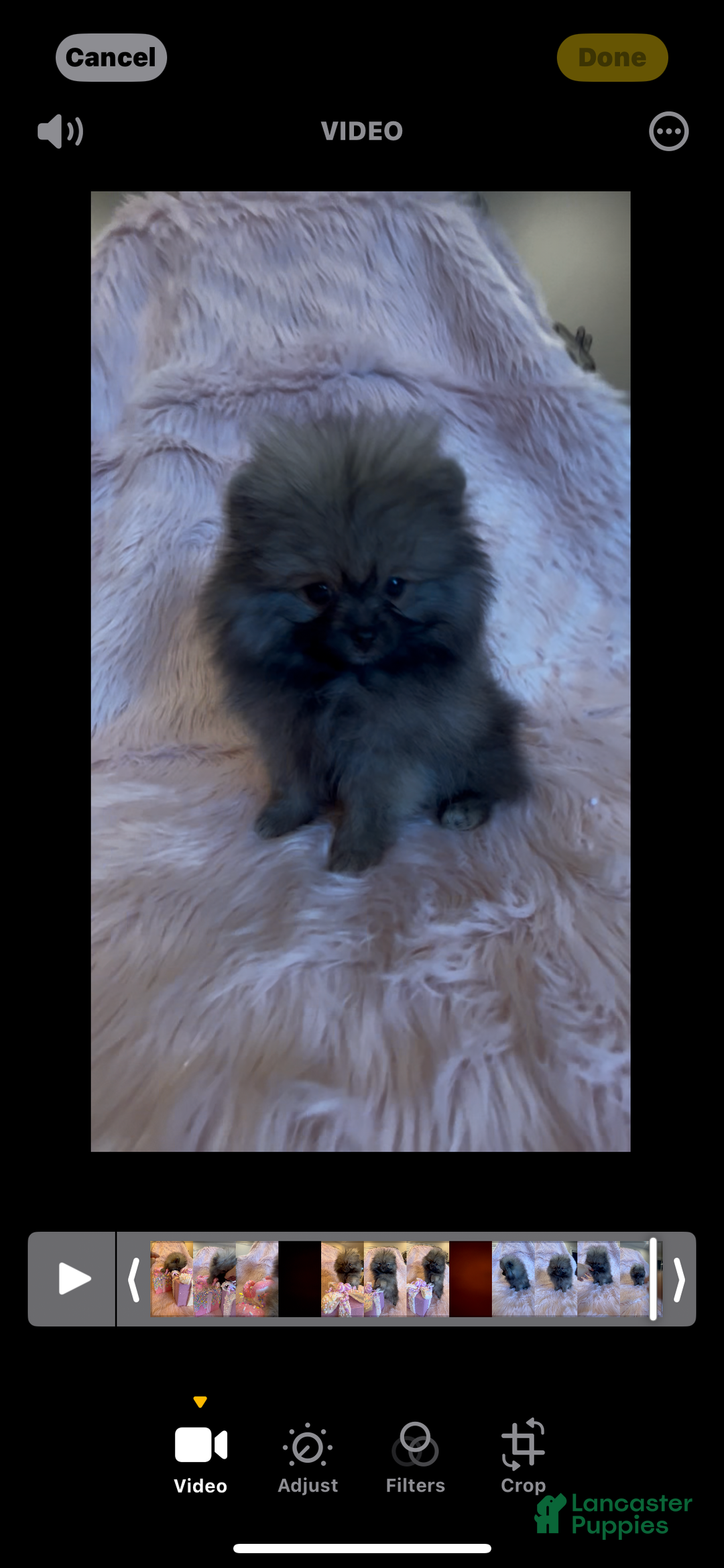 Pomeranian dogs for sale: Penny AKC Registered FULL RIGHTS - Ad 13
