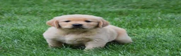 Golden Retriever dogs for sale: Oliver - Ad 3