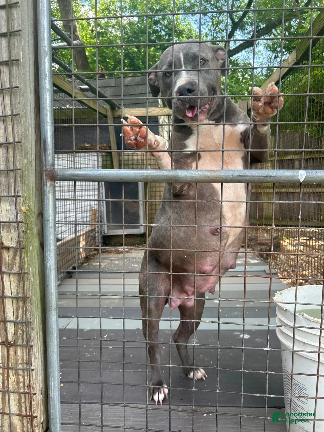 American Bully dogs for sale: Bella - Ad 2