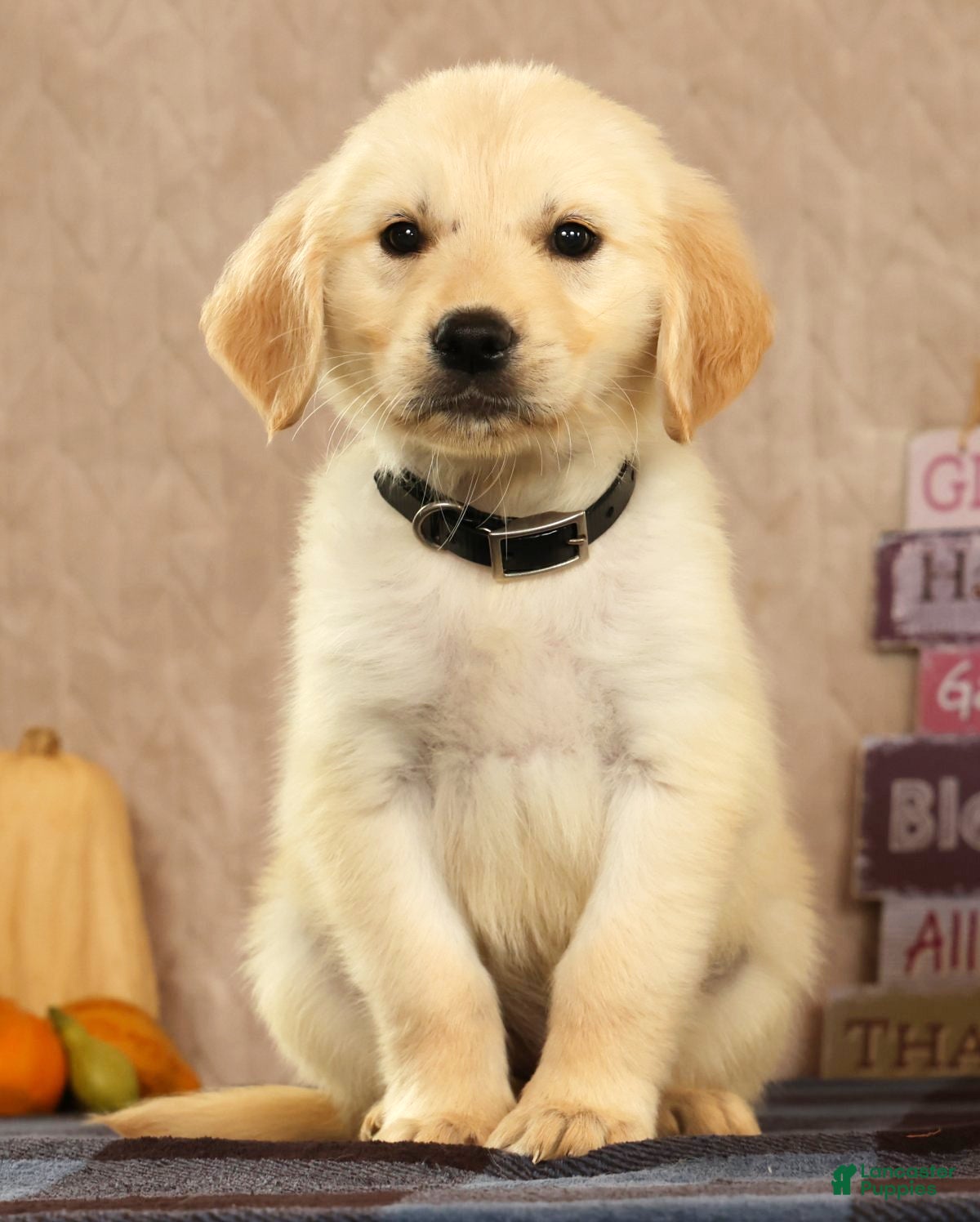 Golden Retriever dogs Glen - Ad 1