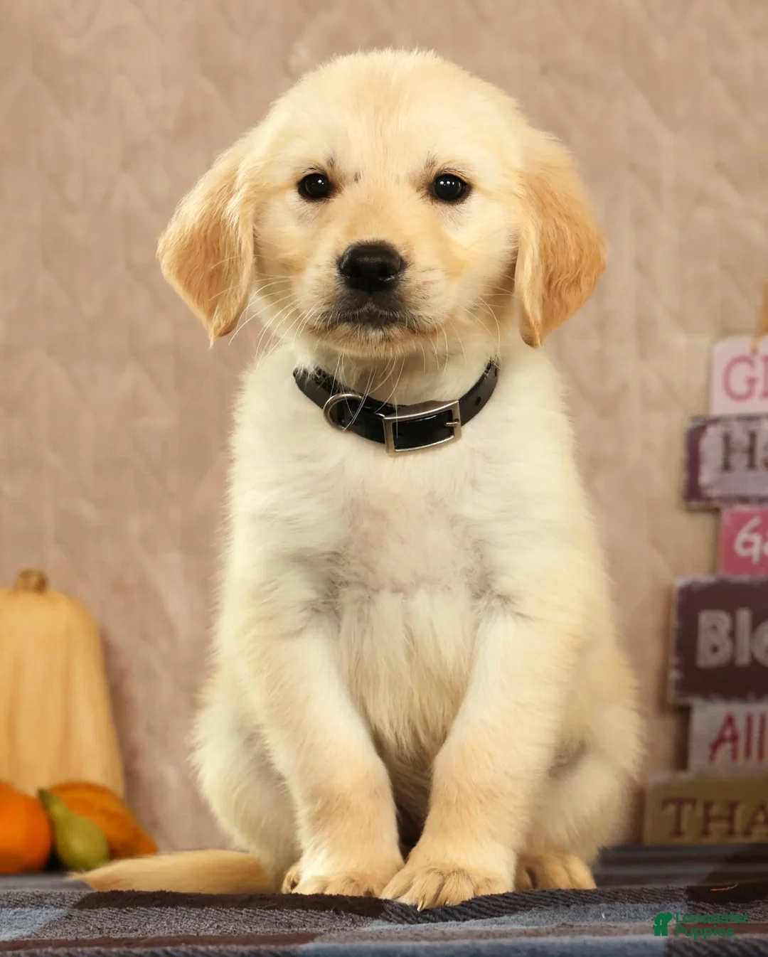 Golden Retriever dogs for sale: Glen - Ad 1