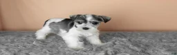 Miniature Schnauzer dogs for sale: Stella - Ad 1