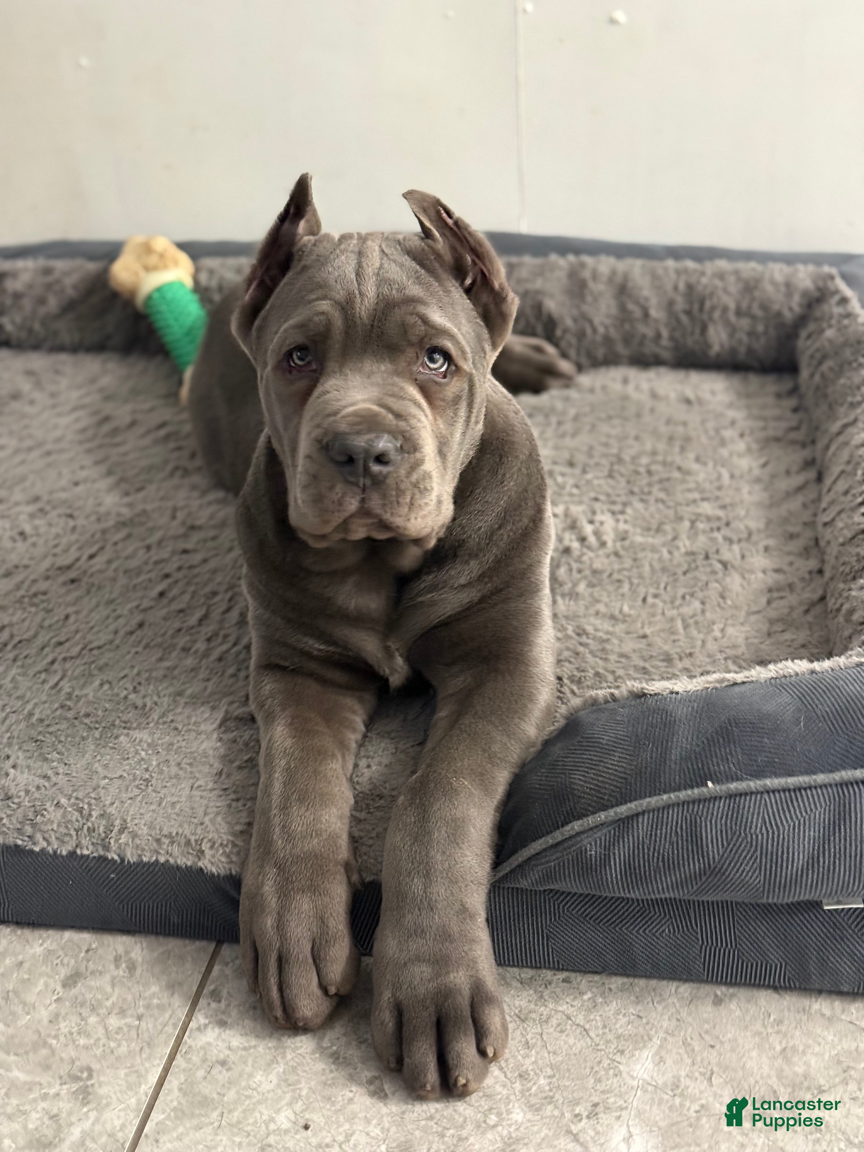 Cane Corso dogs Cane Corso Puppy 1 - Ad 38