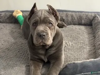 Cane Corso dogs Cane Corso Puppy 1 - Ad 38