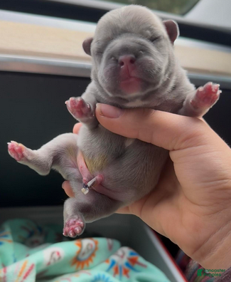 French Bulldog dogs Blue Fawn Boy 1 - Ad 2