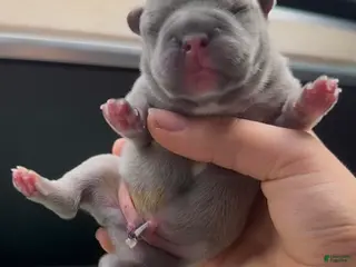 French Bulldog dogs Blue Fawn Boy 1 - Ad 2