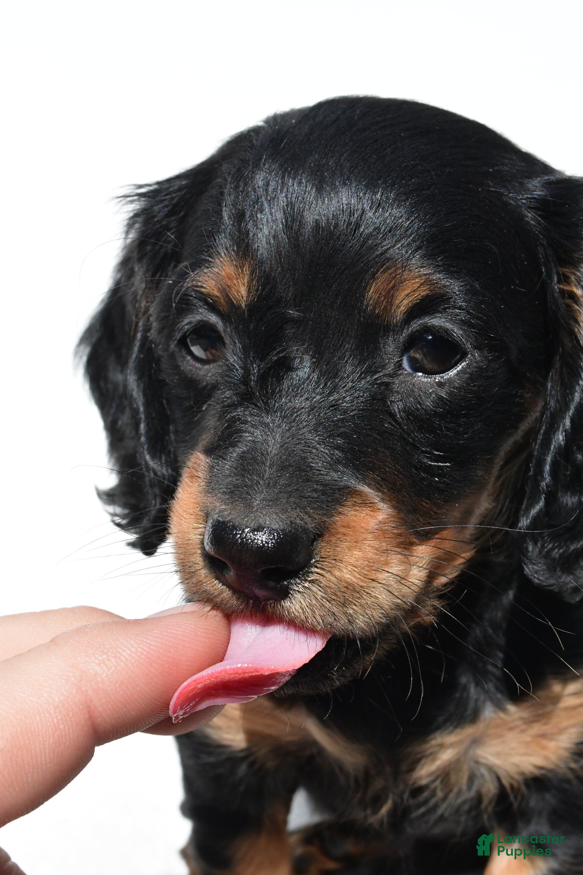 Miniature Dachshund dogs for sale: Anna - Ad 5