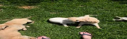 Borzoi dogs for sale: Cedric - Ad 7