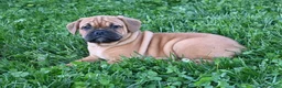 Mixed Breed dogs for sale: Theo - Ad 2