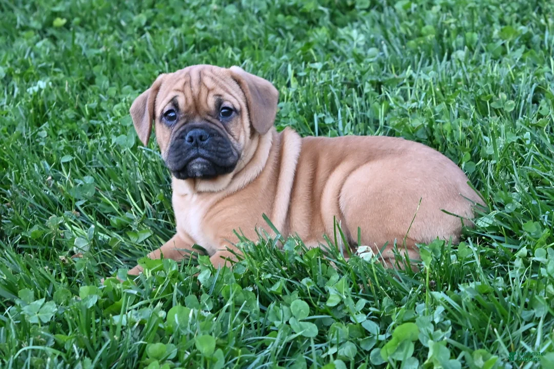 Mixed Breed dogs for sale: Theo - Ad 2